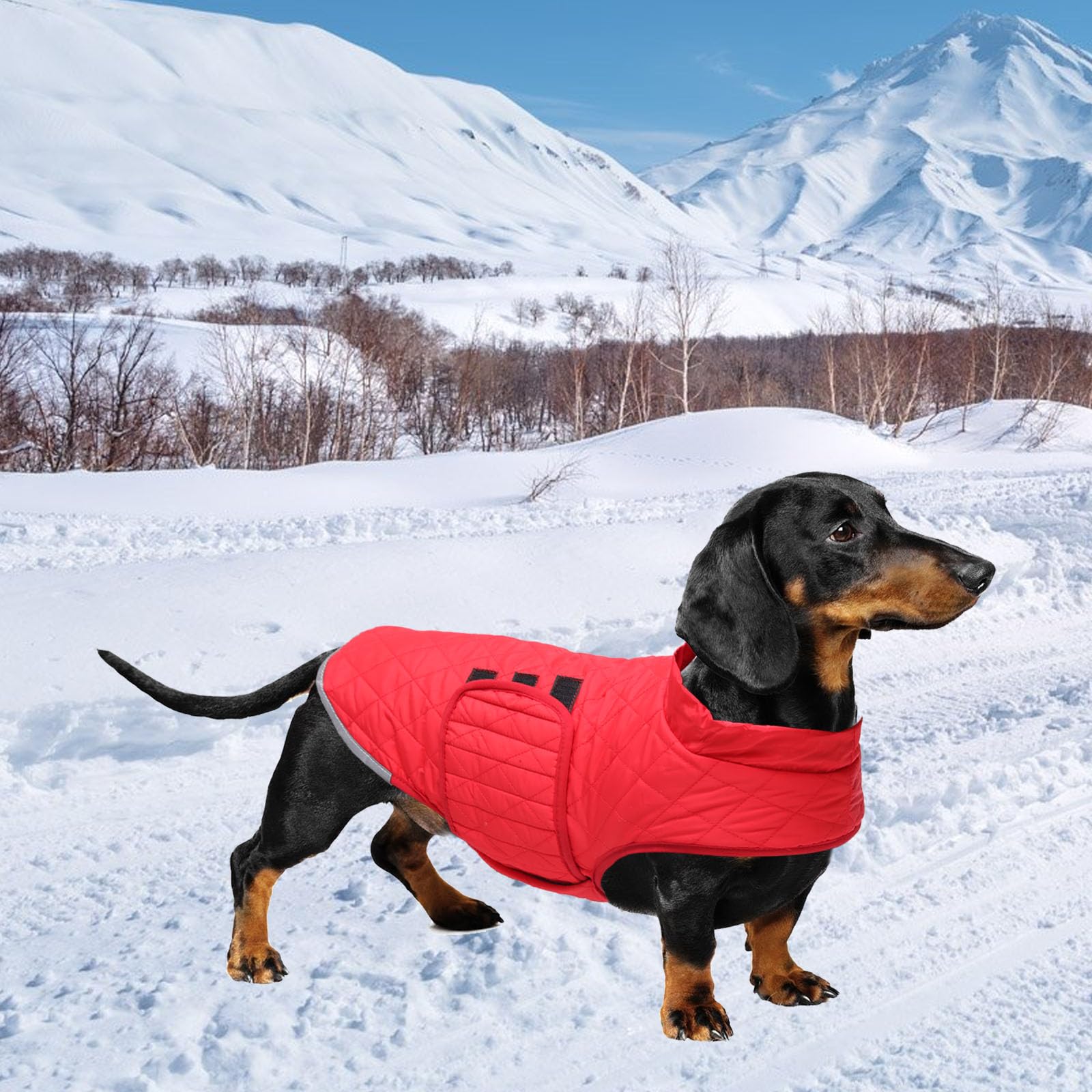 Steppmantel für Dackel, wasserdichte Winterjacke für kleine Hunde mit Fleecefutter, reflektierender Wurstpullover mit Geschirrloch, Rot, Größe M
