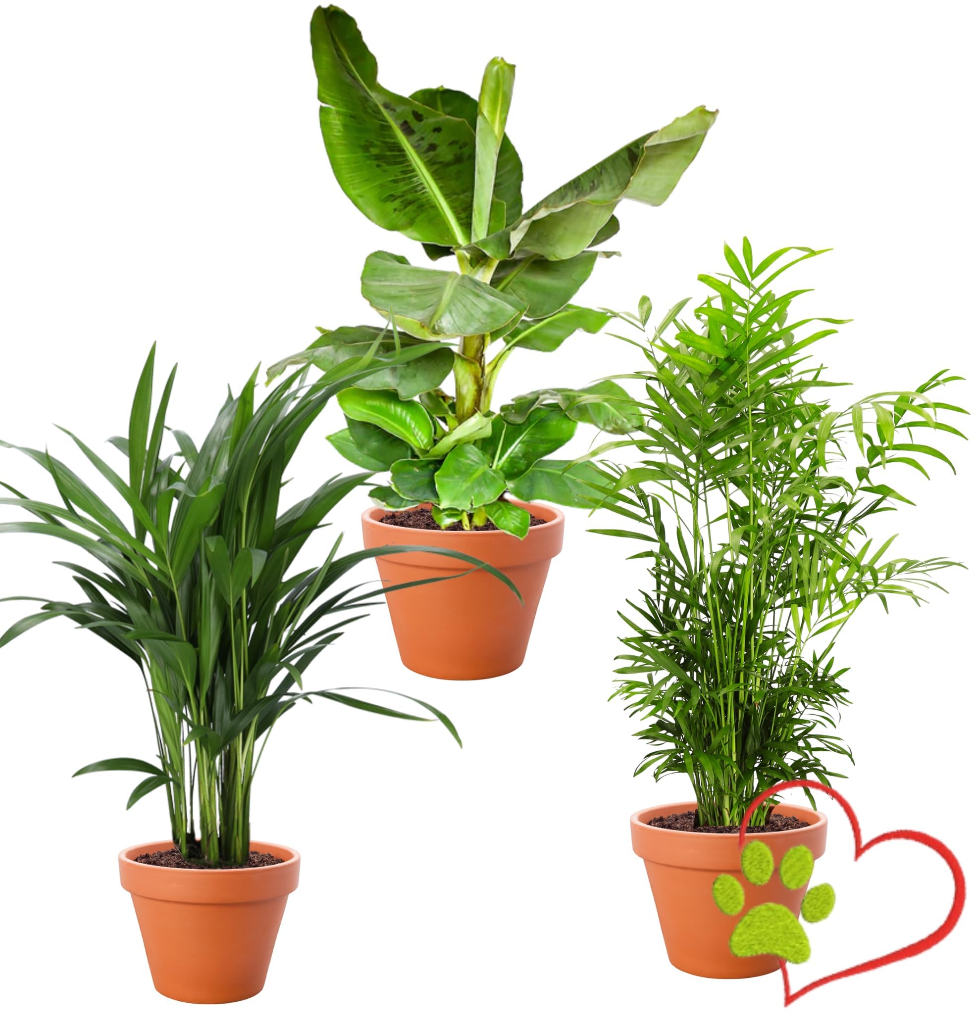Set de 5 Plantas “Apto para Mascotas”, +/- 30–60 cm, ø 12–15 cm maceta, Palmera de Salón, Planta de Plátano, Palmera Areca, Árbol del Dinero, Calatea, no tóxico y apto para mascotas — view 9