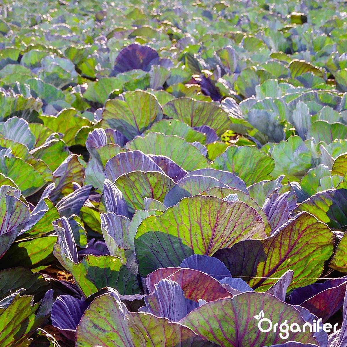 Arcilla Bentonita Mineral - 20 Kg - Mejorador De Suelos De Arena Bentonita Para Jardines Y Paisajismo - Optimiza El Almacenamiento De Agua - Organifer