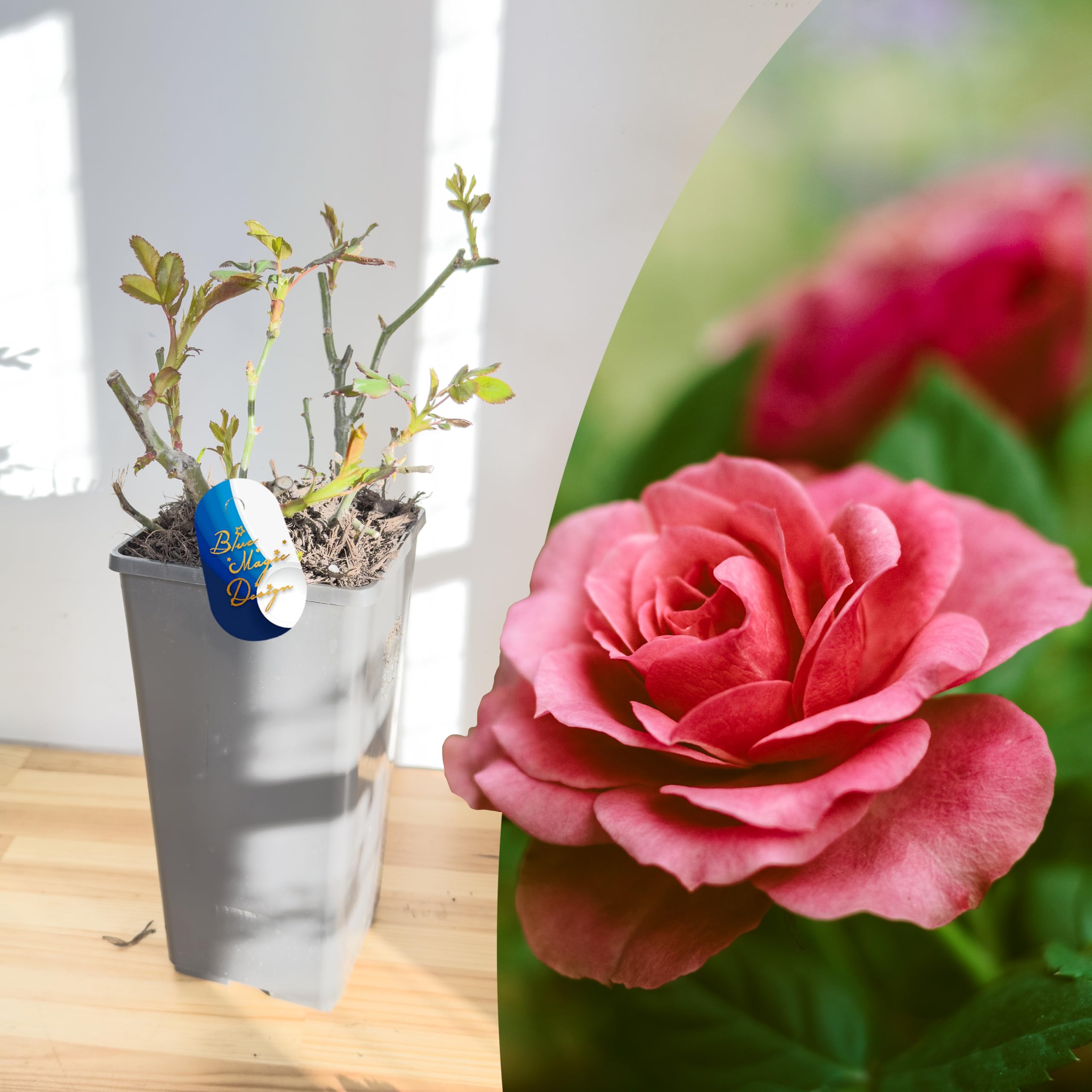 Mature Plant Fragrant Red Shrub Rose 'Duftparadies' in 2L Pot: Well-Developed Roots, Ideal for Outdoor Borders and Hedging