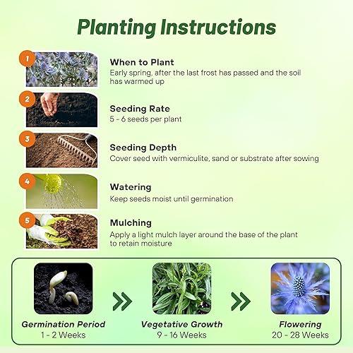 Miniatura 4 de Outsidepride 5000 Semillas Perennes Silver Blue Eryngium Planum Sea Holly Blue Flower Seeds para plantar