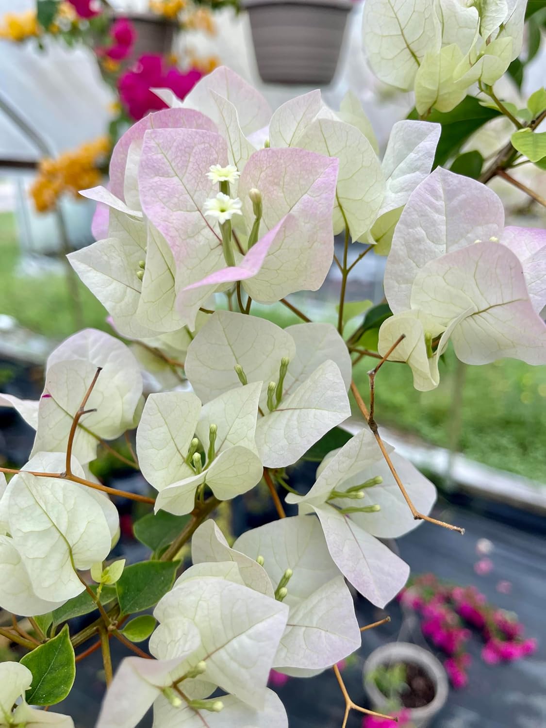 White Bougainvillea Live Well Established Plant in 6" Pot with Trellis Bright Colors Flowering Vine Indoor/Outdoor Perennial/Annual