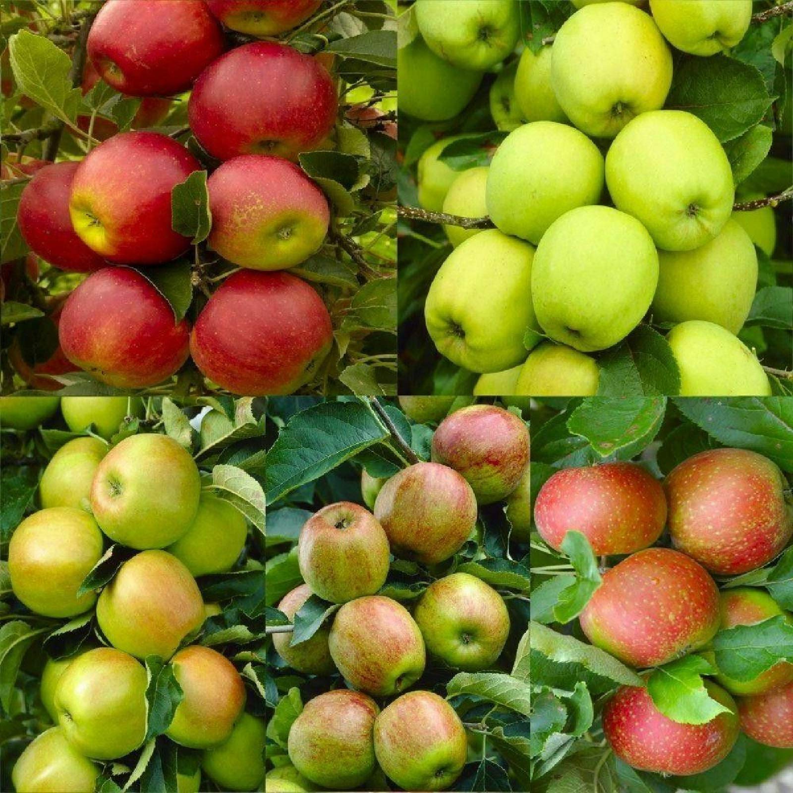 Amazon.com : zellajake 30+ Seeds Apple Tree Seeds Mixed Varaieties