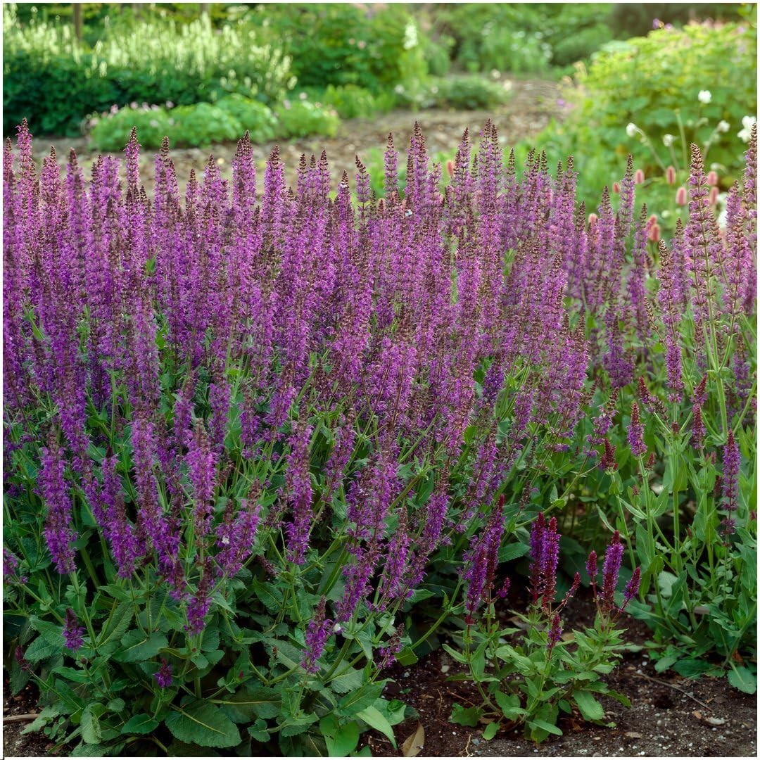 Plants by Frank | 12 Salbei Pflanzen | Salvia Nemorosa 'Ostfriesland' | Bodendecker Winterhart Mehrjährig | Stauden | Blüten-Salbei | Violette Blütenfarbe | Gartenpflanzen