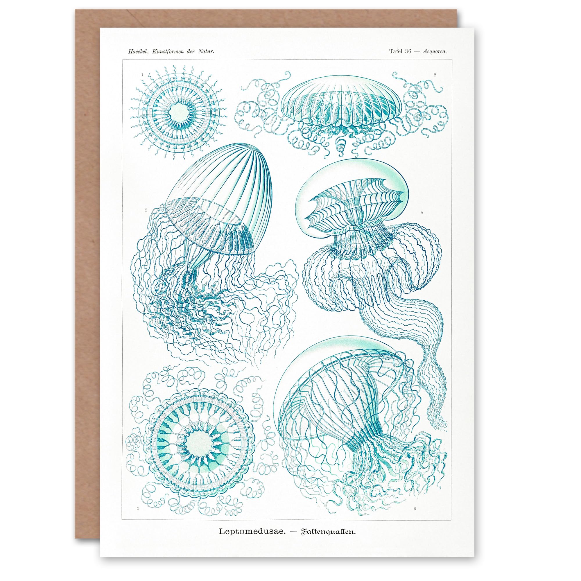Artery8 Ernst Haeckel Art Card Aequoreidae Jellyfish Marine Life Species