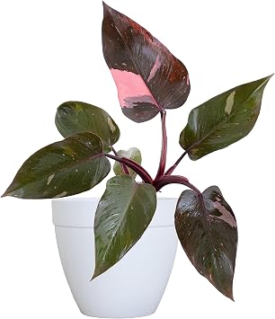 United Nursery Philodendron