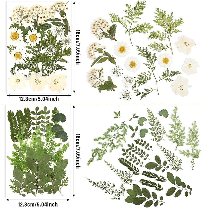 Flores Secas Prensadas Naturales Blancas para Artesanía Resina miniatura 4