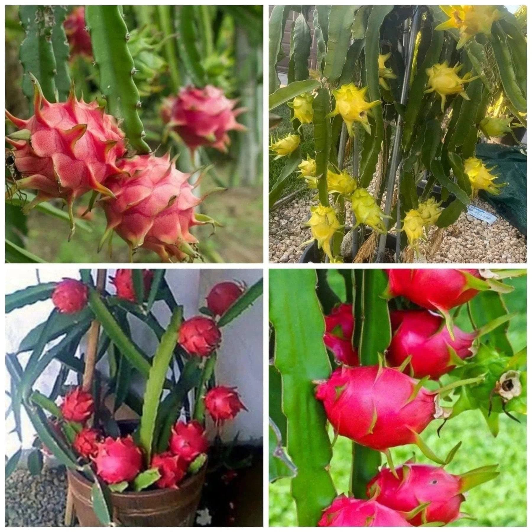 Dragon fruit seeds for farming, Farming Seeds for dragon fruits plant, Dragon fruits hybrid farming seeds ( 40 seeds ) (B0BWJ32C4F) Amazon Price History, Amazon Price Tracker