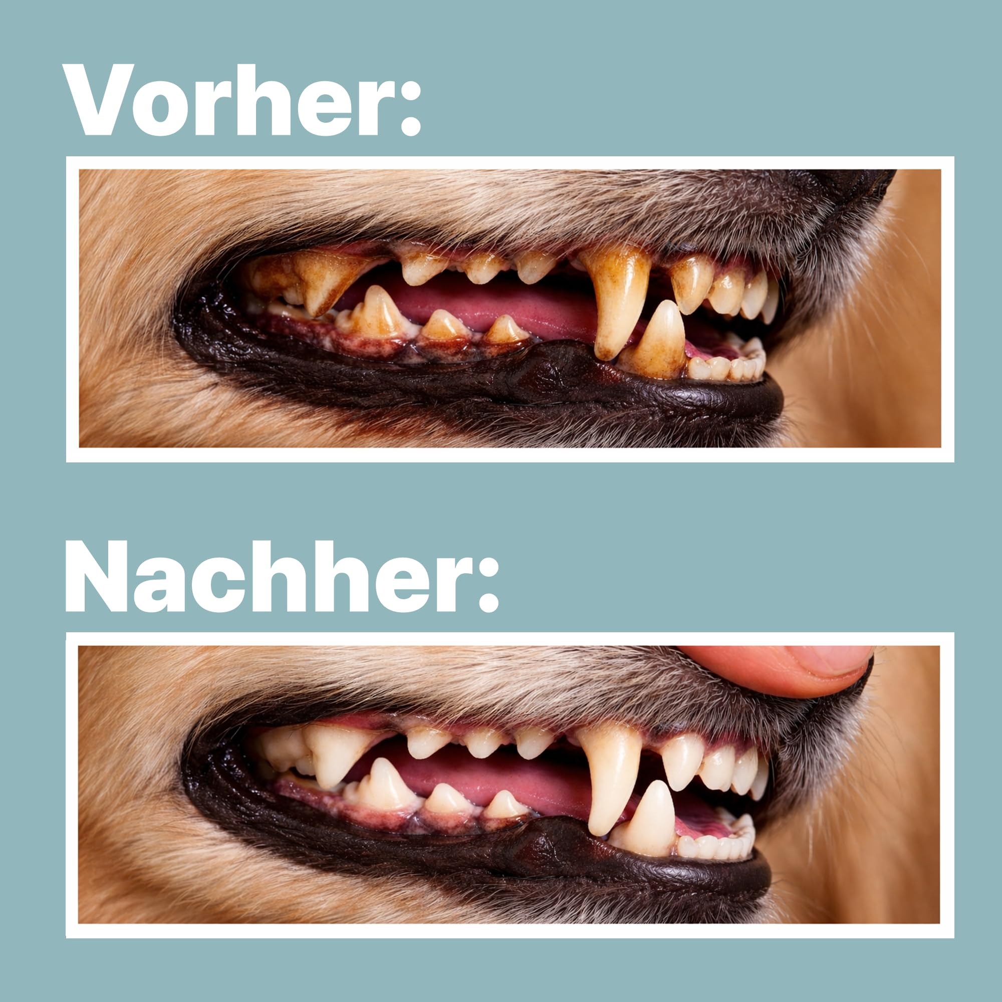 Zahnpflege Hund – Apotheker Rezeptur, Zahnpulver für Hunde mit Seealgenmehl zur Vorbeugung von Zahnstein– Dental Pulver für frischen Atem&Maulhygiene–Made in Germany-250g