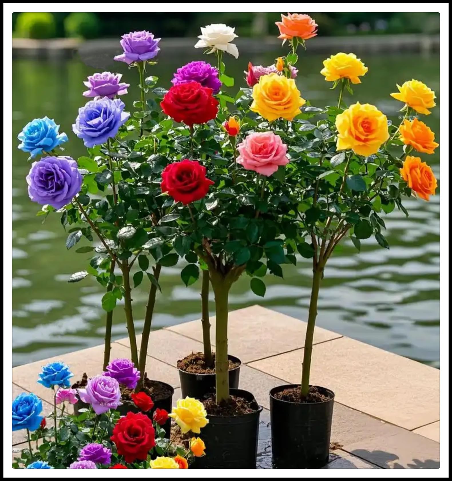 Radice di rosa/Mista/Radice di rosa selezionata/Adatta per la decorazione di giardini e balconi/Resistente al freddo e alla siccità【NVNJHJN】-5 rizoma-A