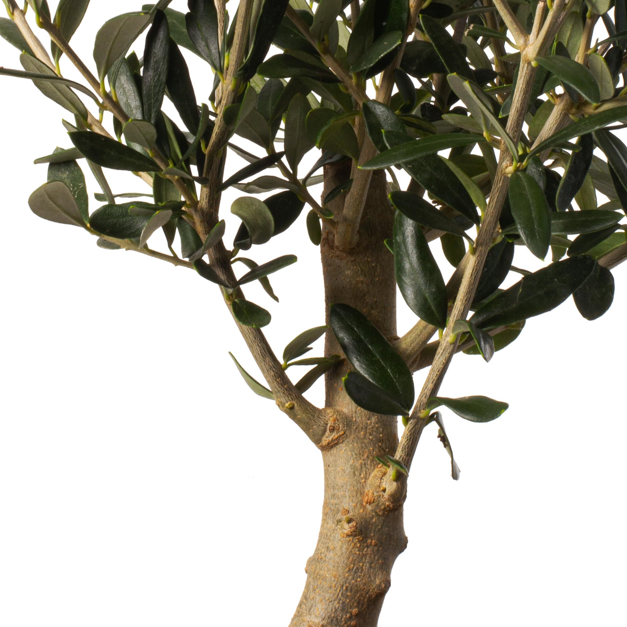 Olivo u Olea Europea | Planta natural ideal para exterior con altura 30-40 cm en maceta tipo tarrina 19ø | April Plants