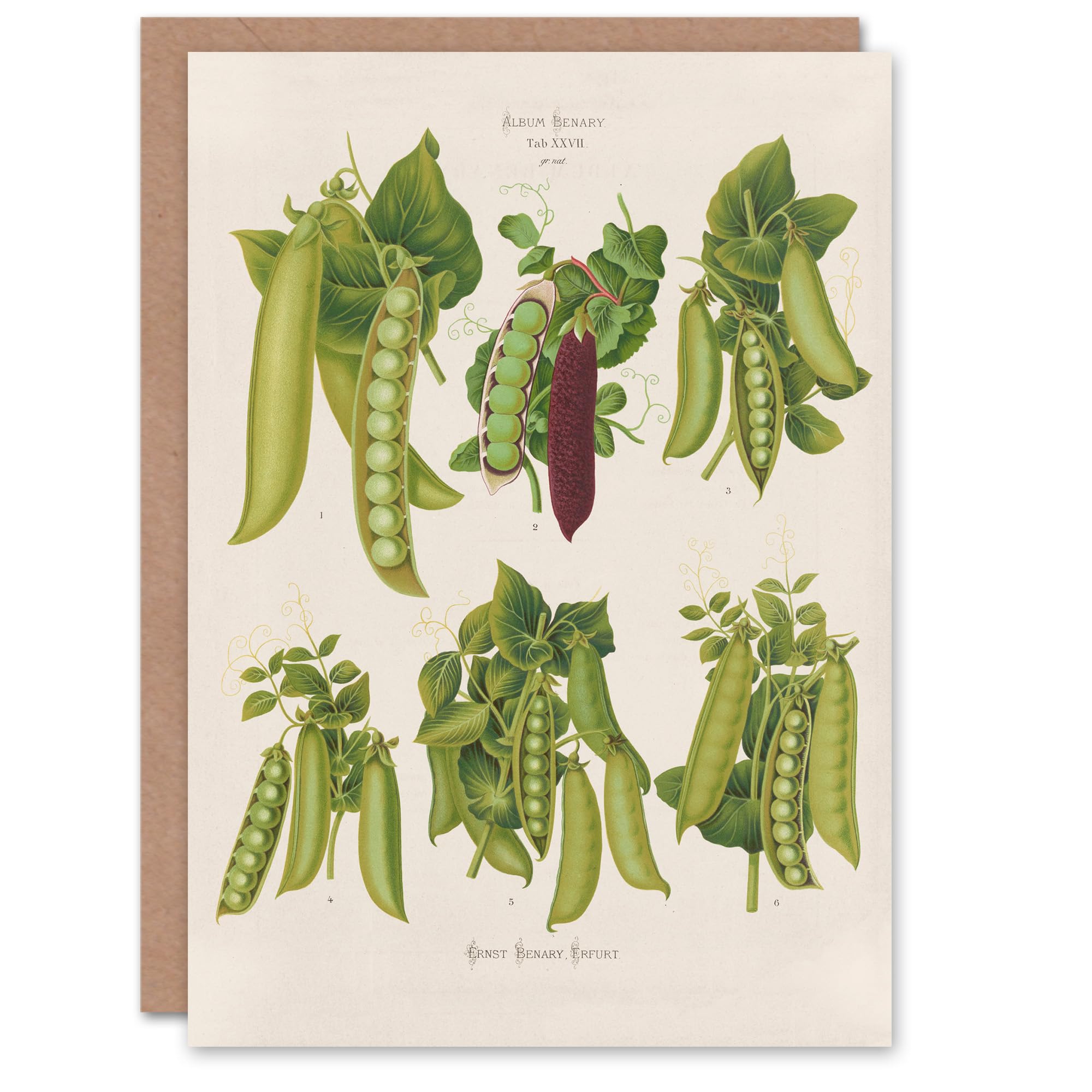 Artery8 Ernst Benary Art Card Pea Plant Varieties Vintage Botanical