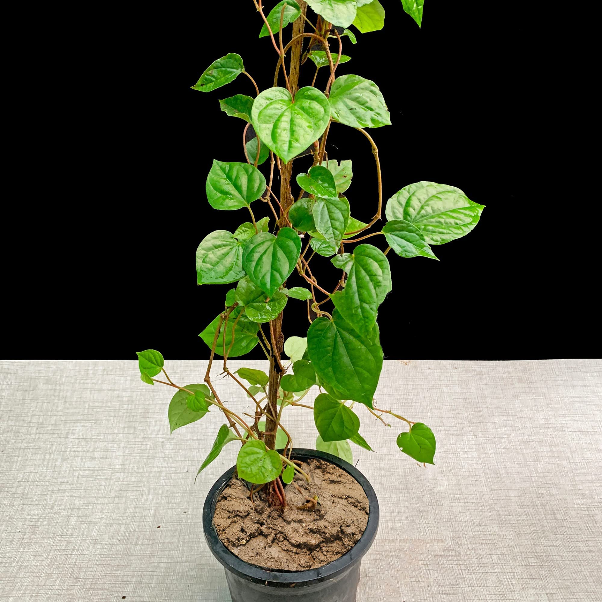 Gurveplantationi® - Live Desi Paan Betel Leaf Indoor Pack of 1 Plant (6-15 Inches Height) (Self watering Pot) (B0BDBBN3GZ) Amazon Price History, Amazon Price Tracker