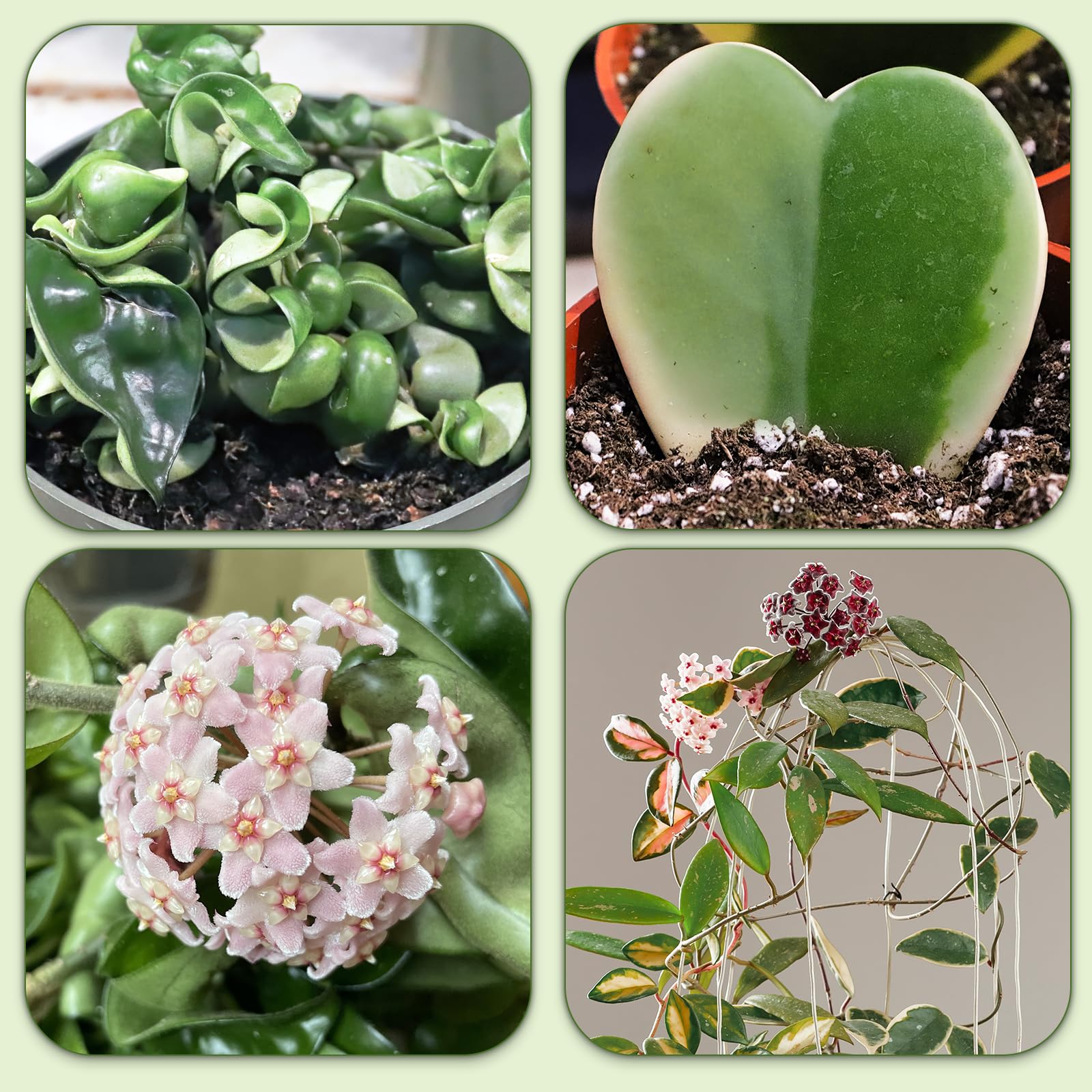 Miscela di terra per Hoyas, miscela mescolata a mano individualmente, adatta per piante Hoya piantate in vaso per interno/esterno (4L)