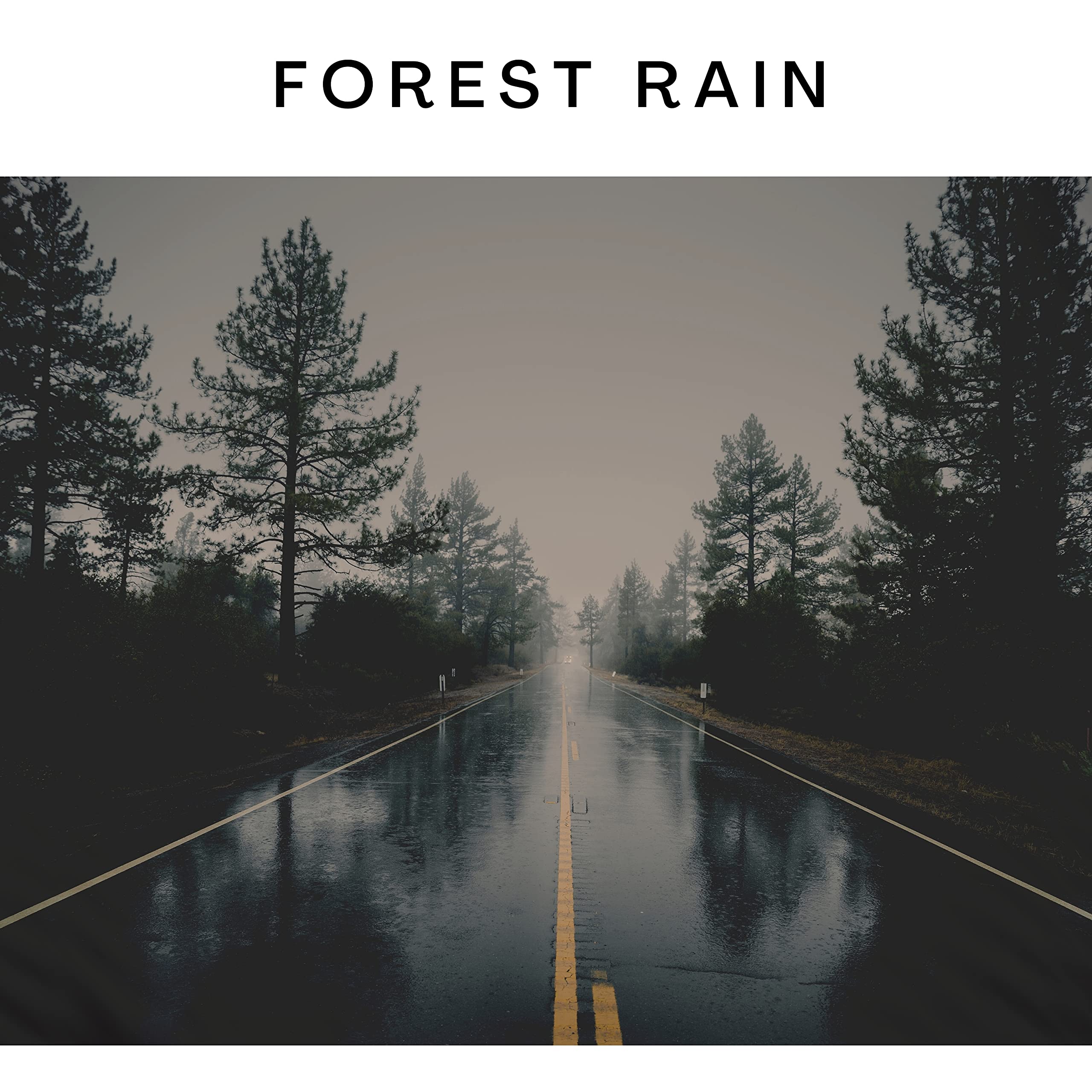 A Light Rain in the Forest