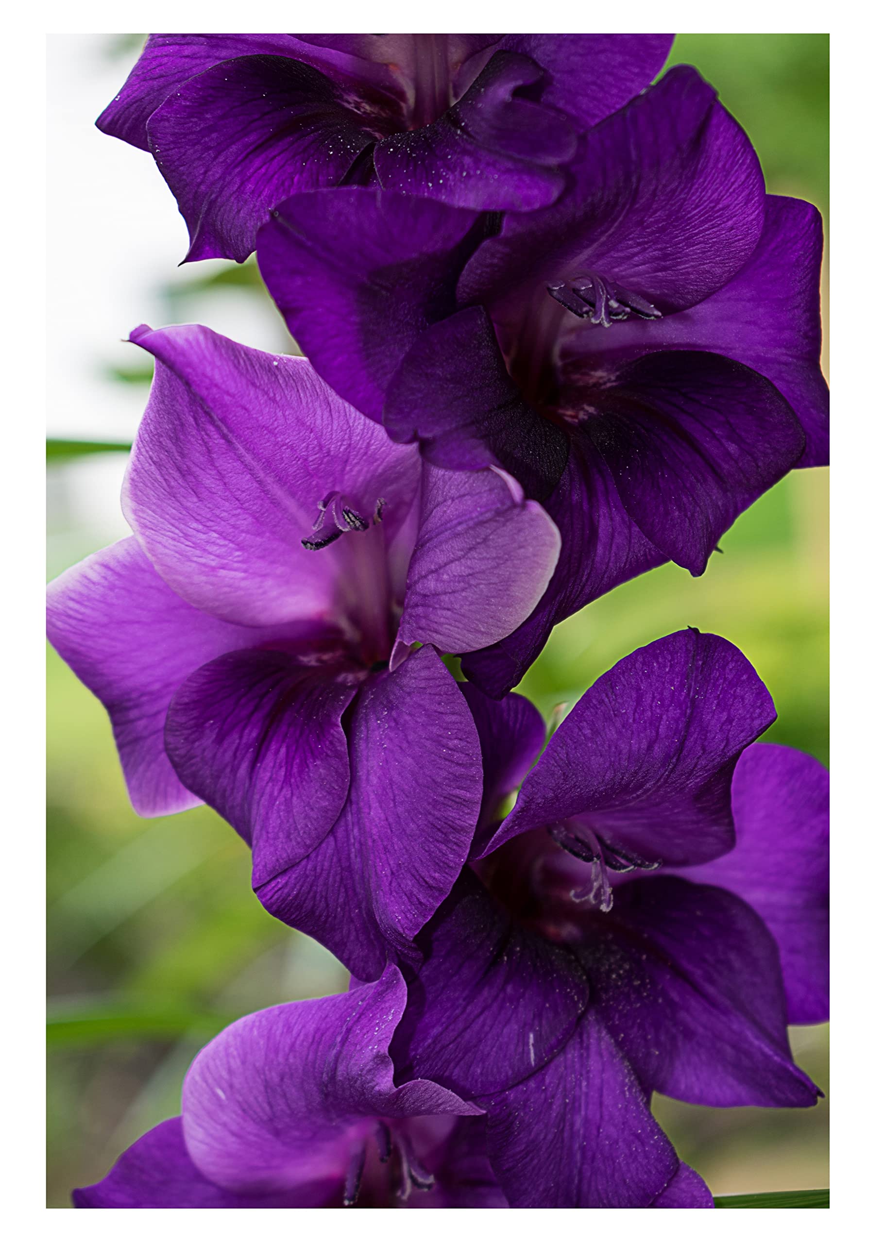 10x Gladioli Purple Flora Large Summer Flowering Bulbs Gladiolus Easy to Grow Beautiful Sword Lily Garden Cut Flowers