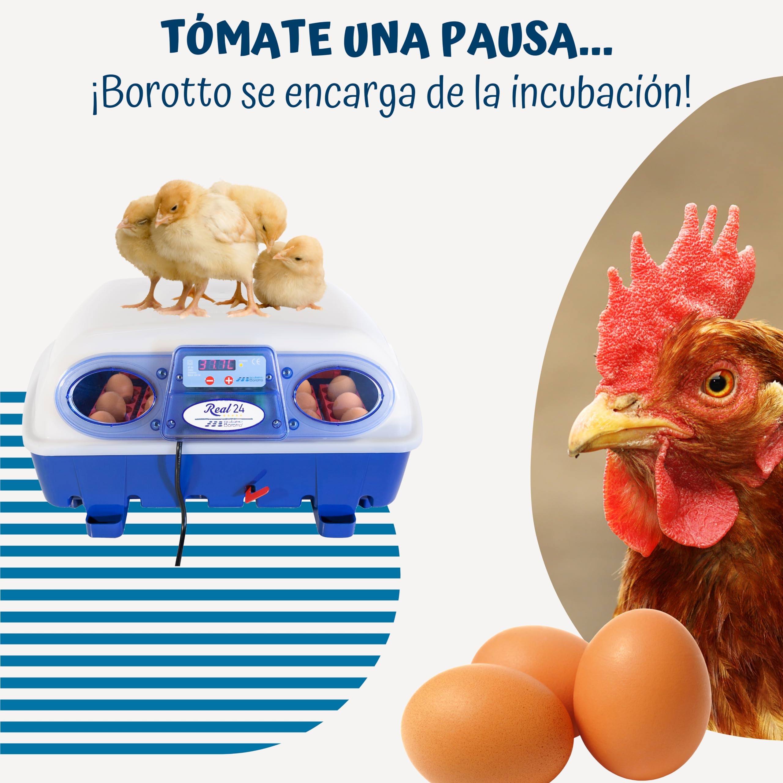 Borotto Real 24 Semi Automática | Incubadora de Huevos Profesional Patentada para 24 Huevos o 96 Pequeños con Volteador de Huevos con Palanca y Control de Temperatura | Made in Italy