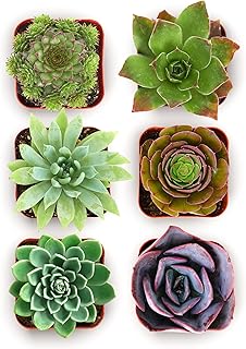 Shop Succulents Echeveria & Rosette Live Succulent Variety Pack – Fully ...