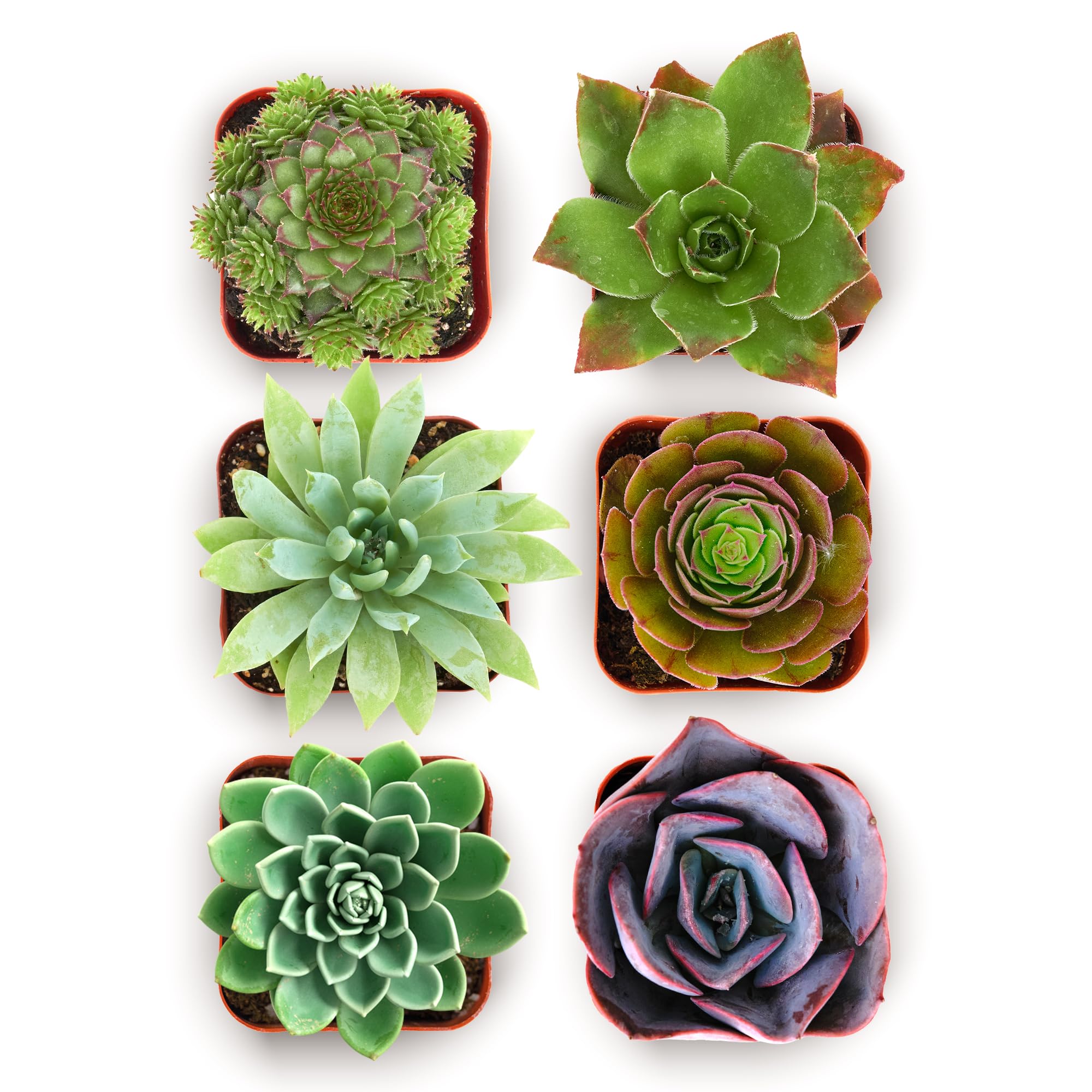 Shop Succulents Rosette 6-Pack