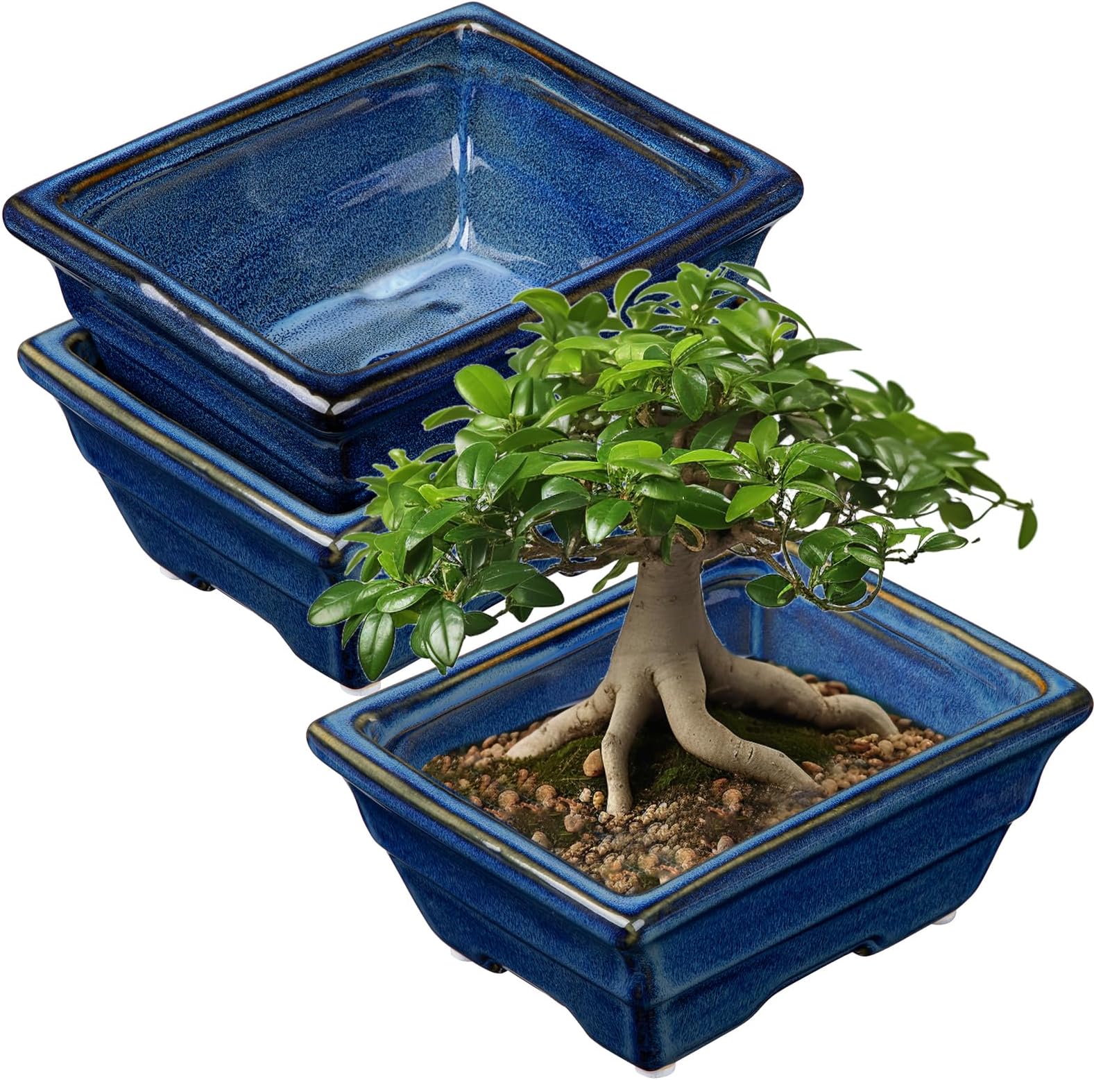 Come Coltivare Fiori Partendo Dai Semi (con Immagini - Foto 2