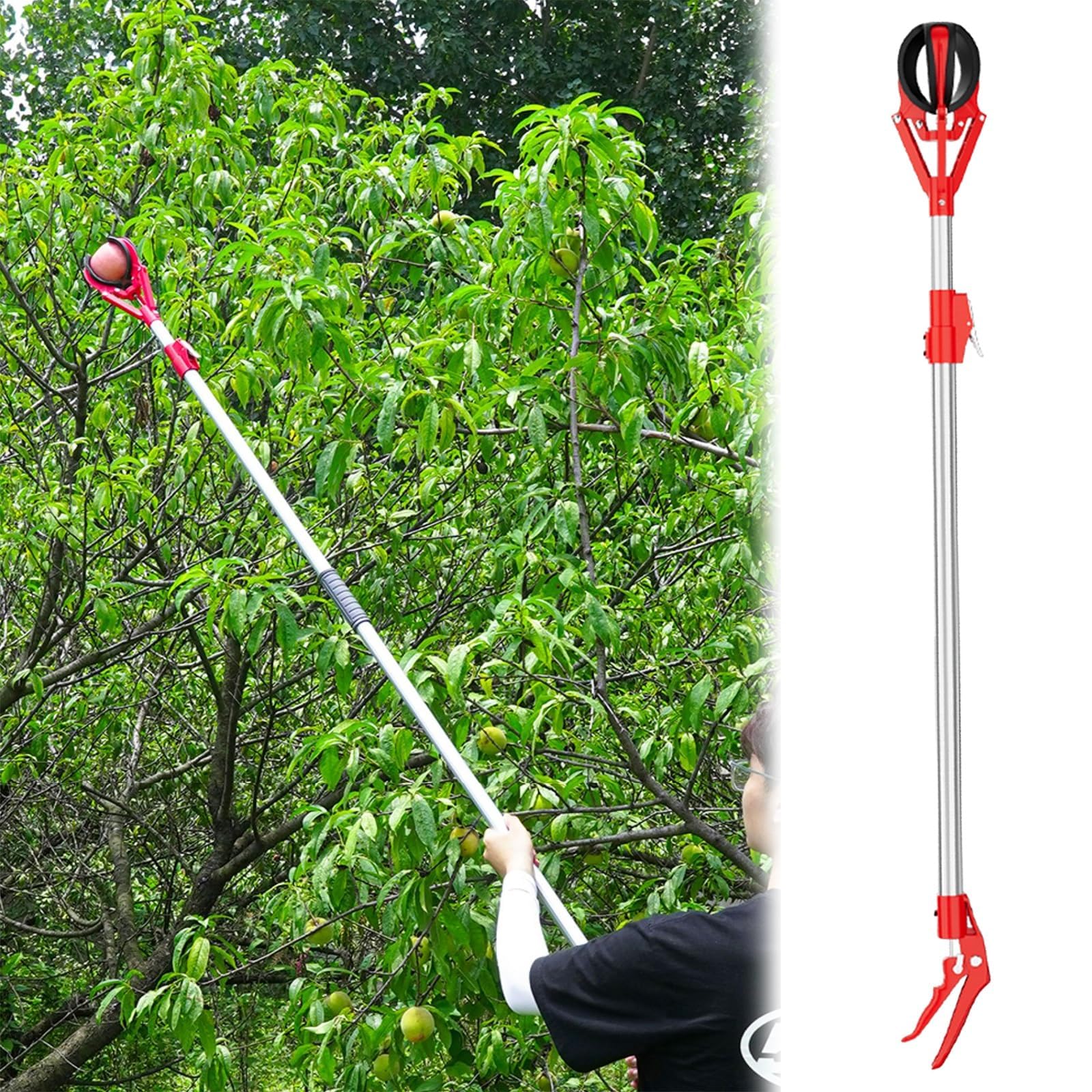Raccoglitore telescopico per frutta con cestino, 1-1,5 m, regolabile, strumento di raccolta per mele, pere, avocado, limoni, arance, fichi, strumento per la raccolta del giardino