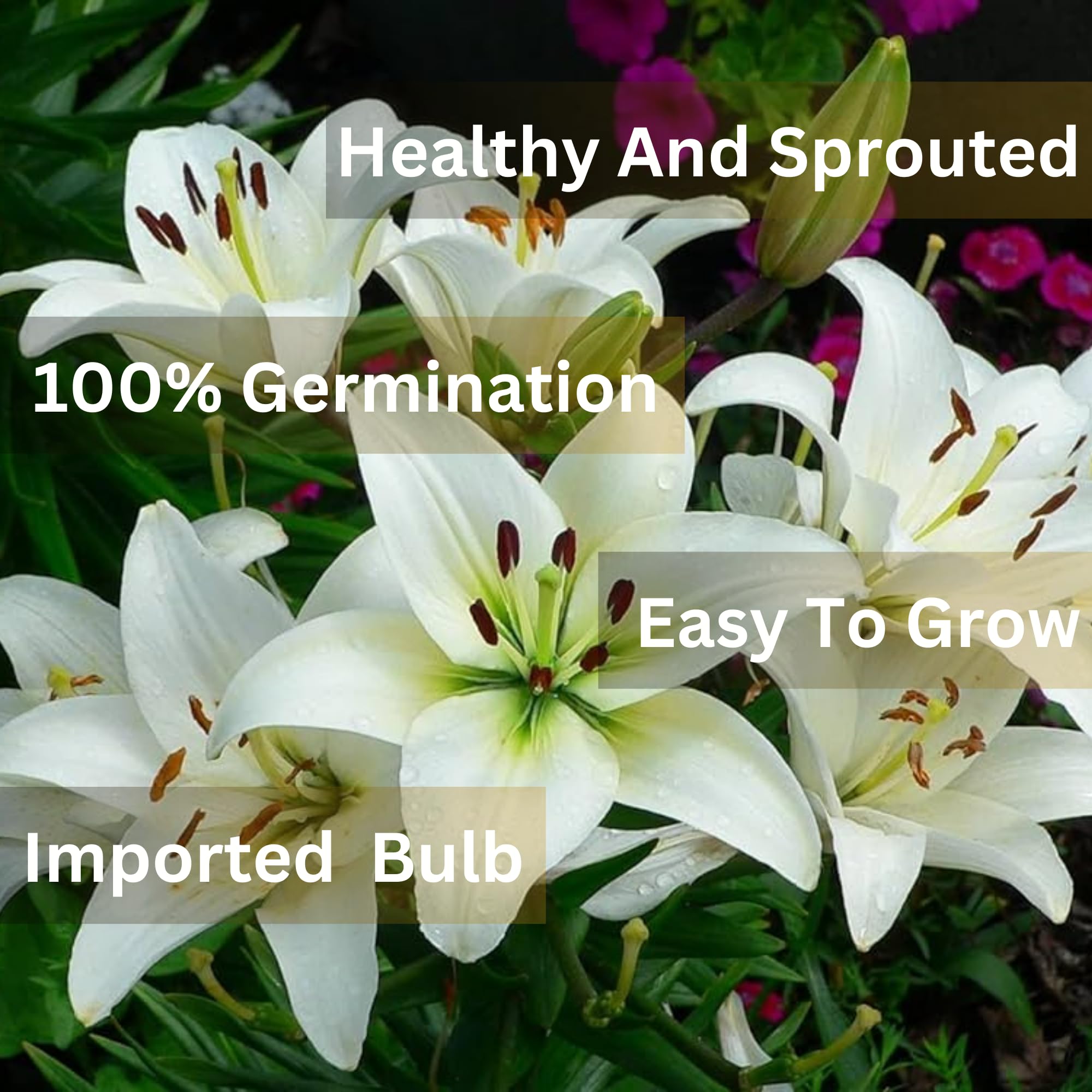 Andhagnai Greens Flower Bulbs For Gardening Lover Fresh and Healthy Big Size Fllower Bulbs (Asiatic Lily- White) Set Of 2 Bulbs 3