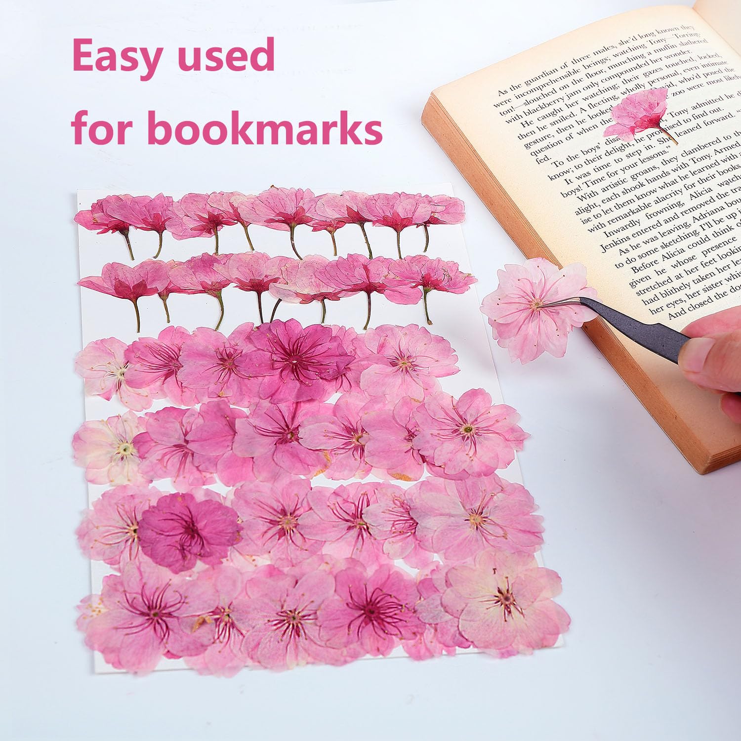 48 Stück gemischte Kirschblüten natürliche getrocknete gepresste Blumen für Kuchendekoration, echte trockene Blumen für Harzschmuckherstellung, DIY Kunsthandwerk – Rosa Sakura