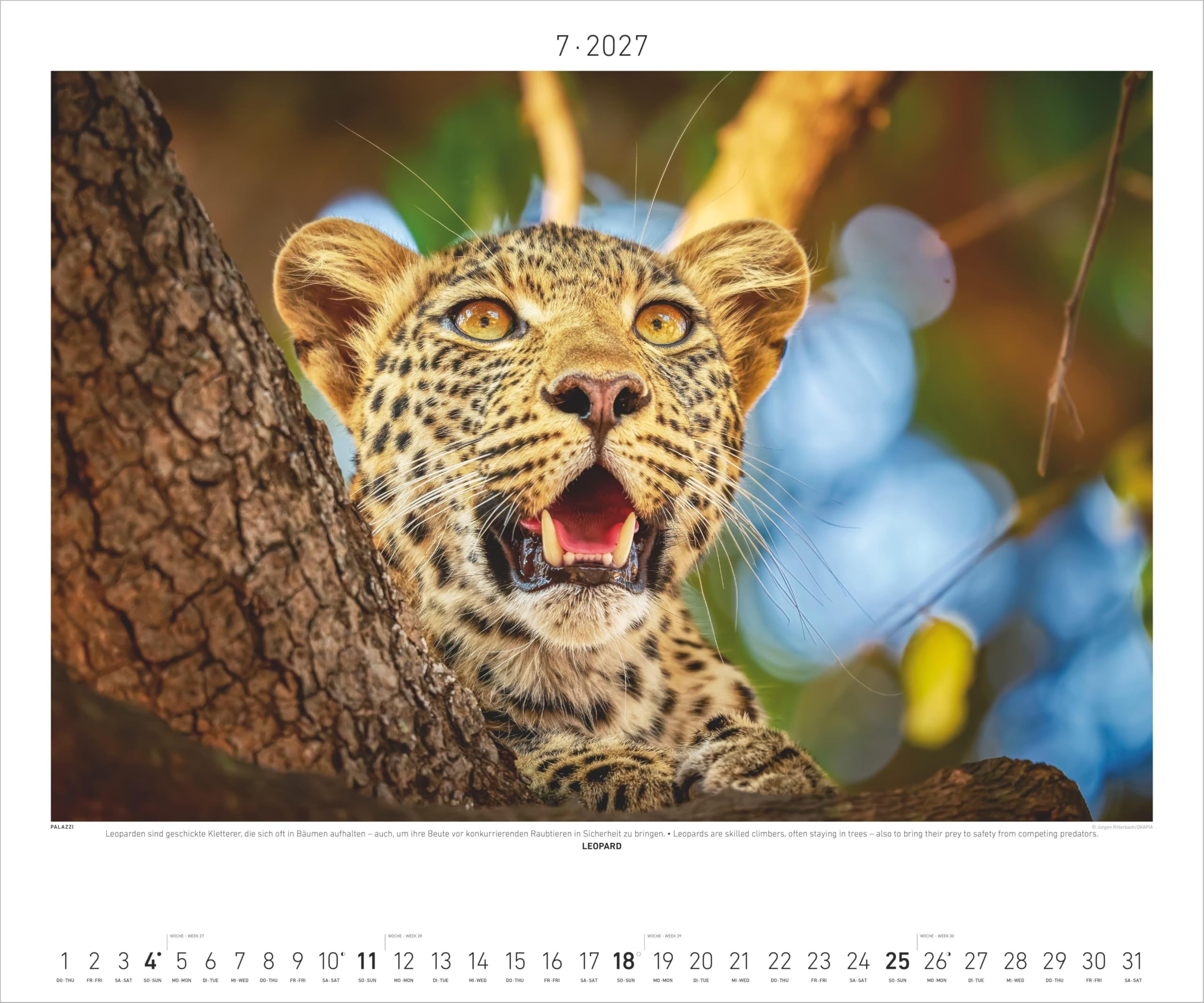 Hautnah - Afrikas Wildnis 2027: Wandkalender 60x50 cm mit 12 Tierfotografien und humorvollen Bildunterschriften