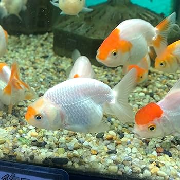 なちゅらる様　青梅大玉ミックス3キロ Amazon | 金魚 MIXらんちゅう タイ産 SMサイズ 1匹 色は来てから