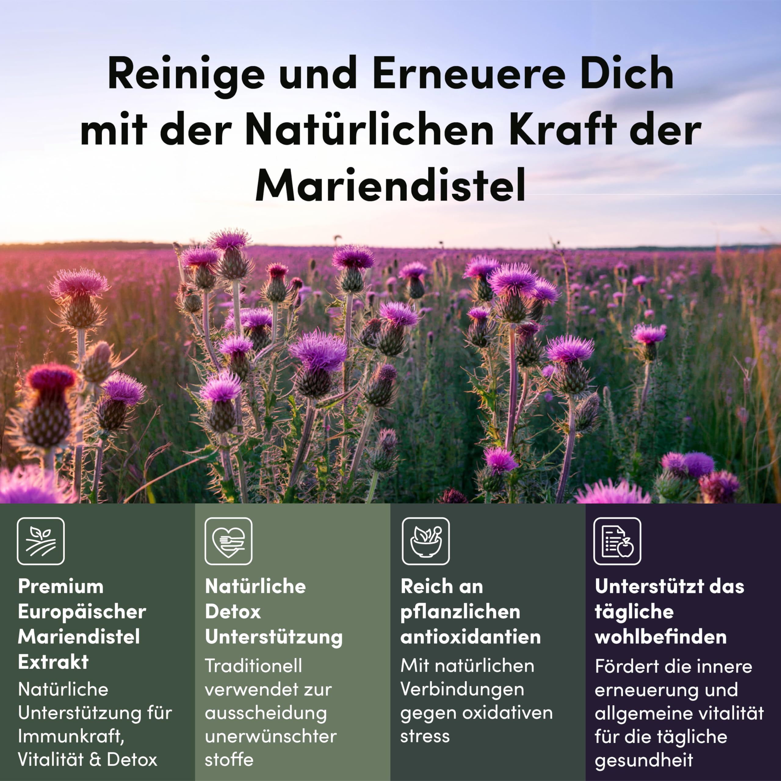Mariendistel Leber-Komplex Hochdosiert mit Silymarin, Cholin & Artischocke | Cholin trägt zur normalen Leberfunktion & zum Fettstoffwechsel bei; mit Löwenzahn, Rote Bete & Piperin; 120 vegane Kapseln