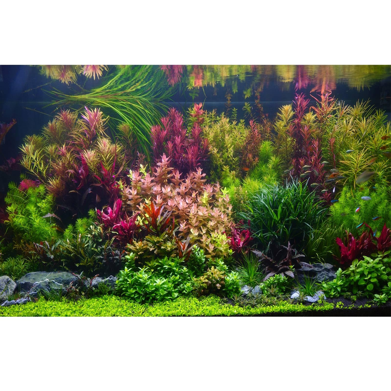 Riivvdise Aquarium Background Various Vivid Fresh Underwater Aquatic Plant Fish Tank Aquarium Backdrop Stone River Bed and Lake Fish Terrarium
