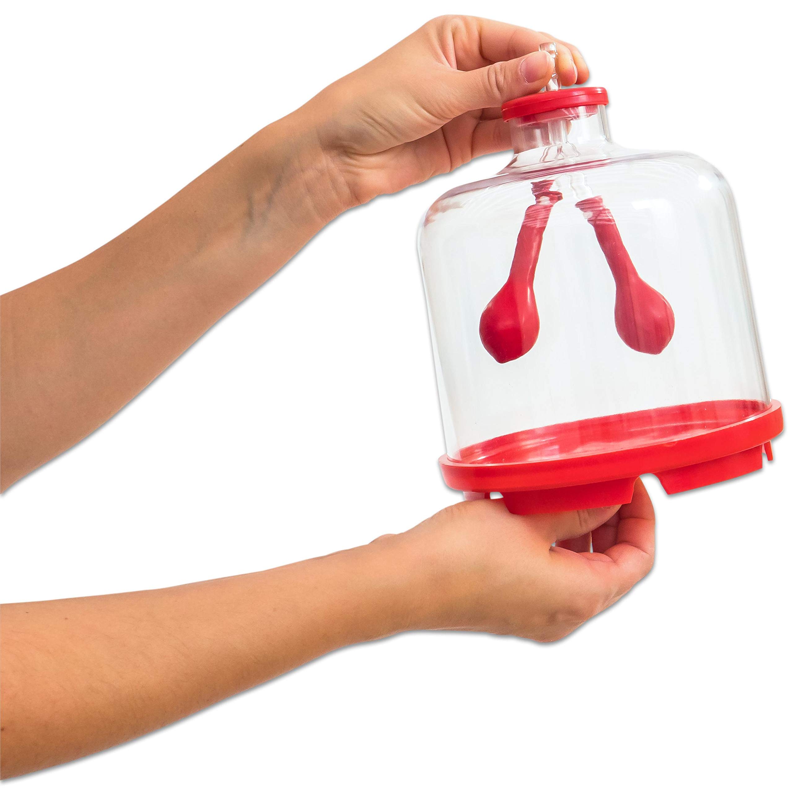 Pädagogisches Lungen-Modell - Anatomie Modell Für Schulunterricht