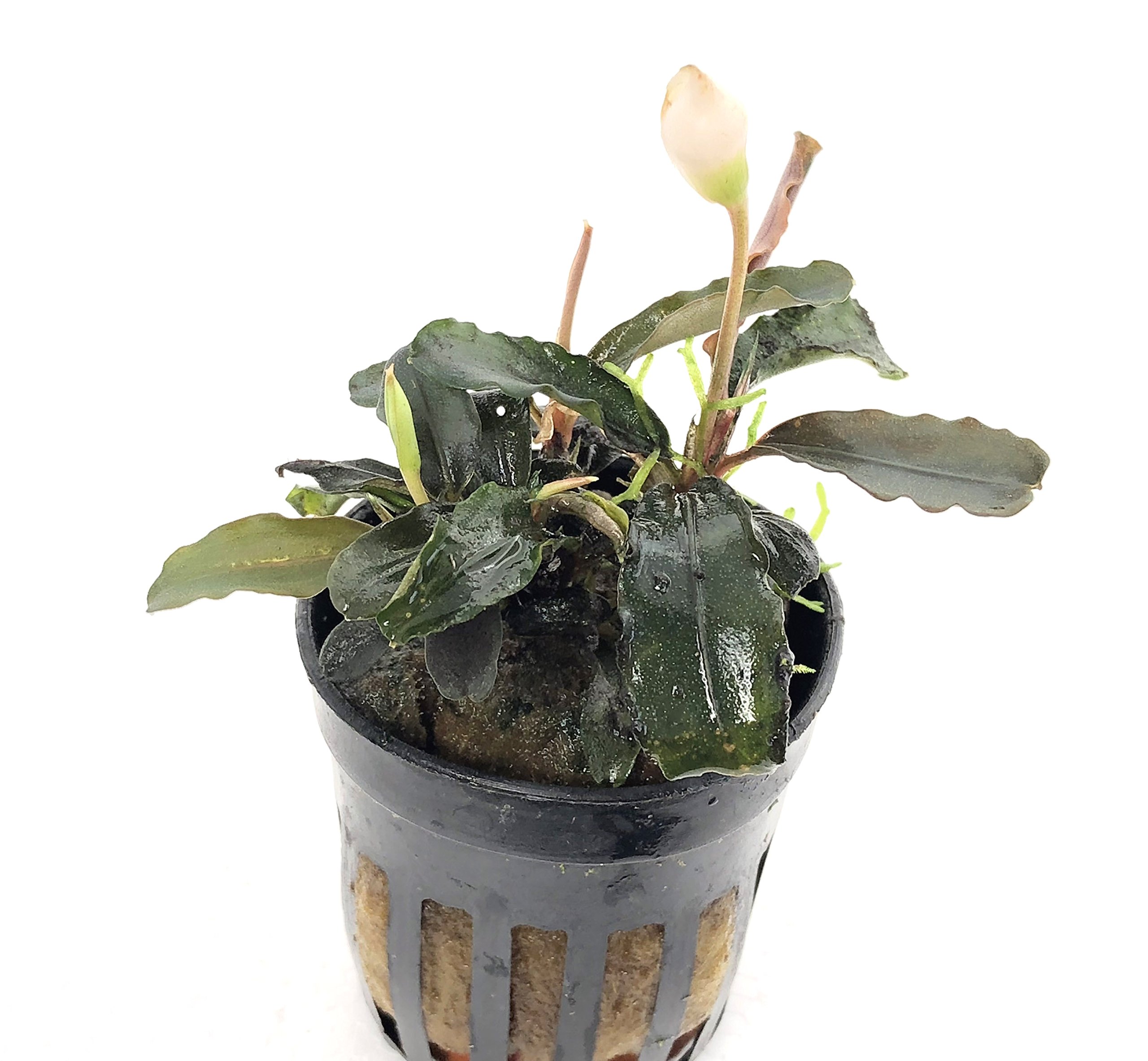 4 Bucephalandras surtidas, Planta de Borneo para acuarios.