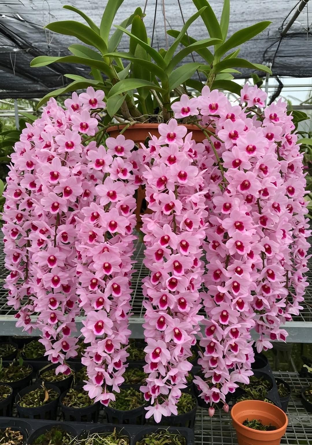 Imported Foxtail Orchid Flower Bulbs for Home and Kitchen Gardening, Pack of 1 Bulbs (OFF PINK)-image-34