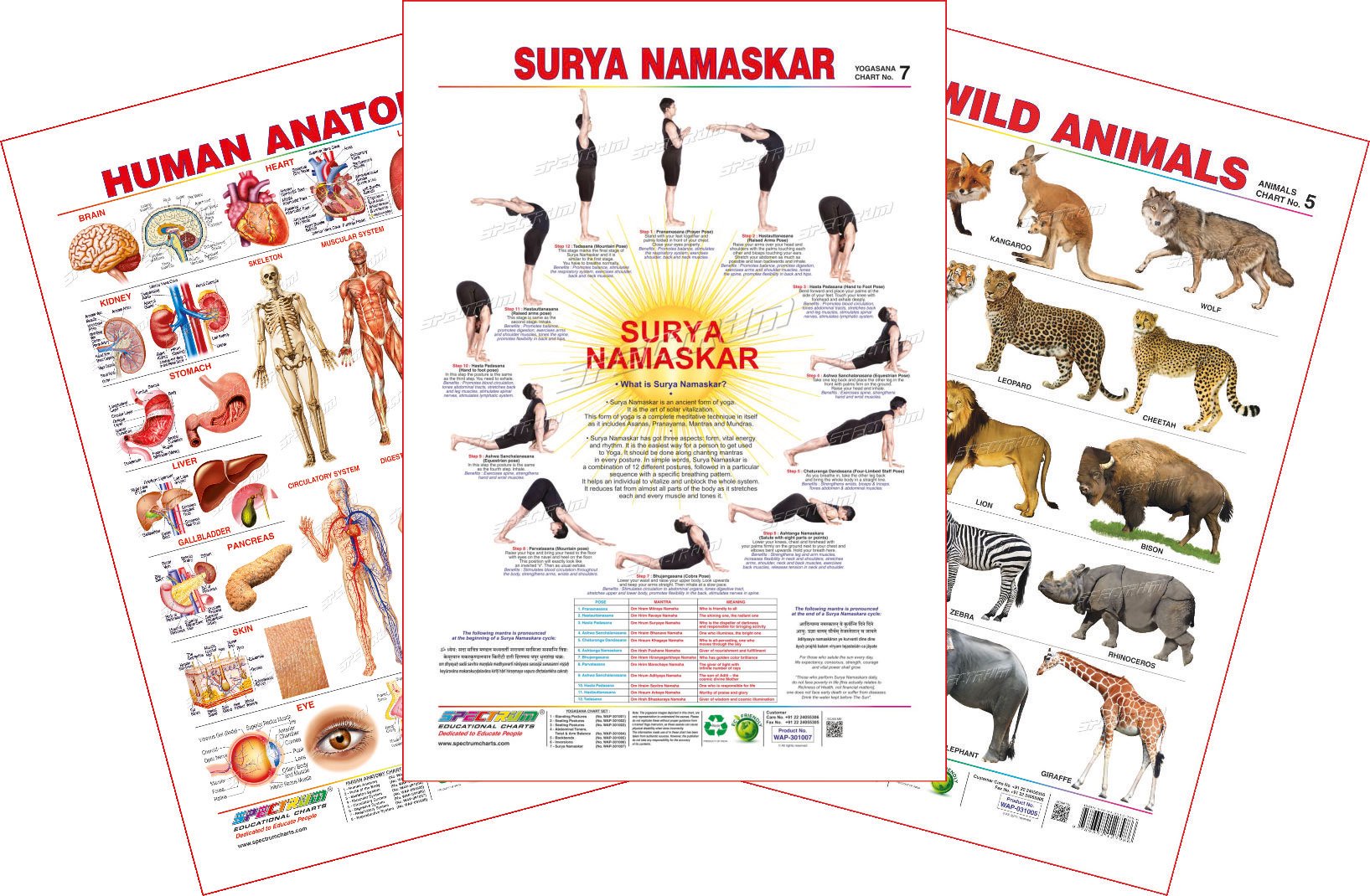 Spectrum Educational Large Wall Charts (Set of 3) : ( Human Anatomy , Surya Namaskar & Wild Animals )-image-21