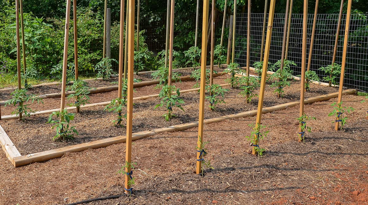 TCLPVC Bamboo Sticks for Plants Support (Pack of 50 Piece) Height 4 Feet Plant Support Sticks Height Sticks (B0BB9WCW1S) Amazon Price History, Amazon Price Tracker