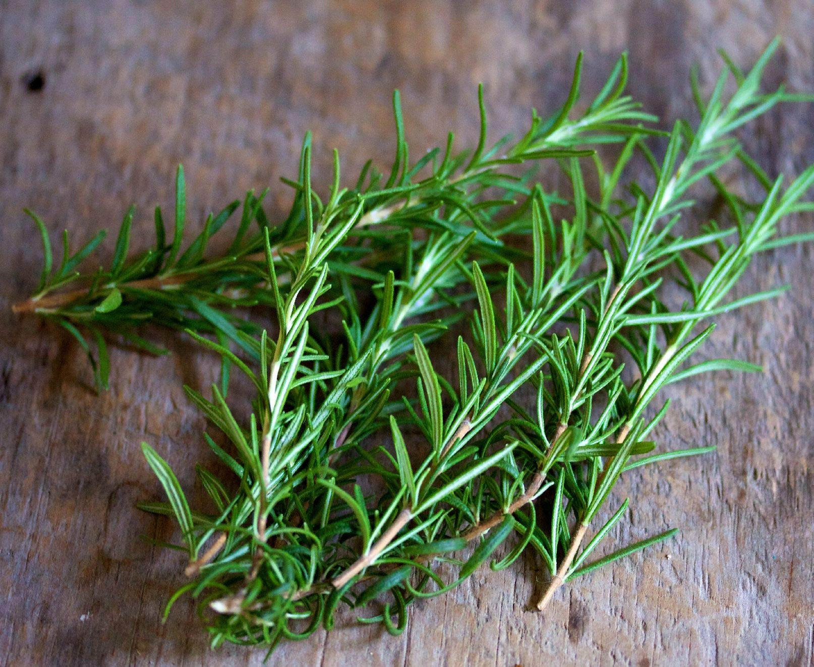 Amazon.com : 12 Fresh Stem Cuttings from Rosemary Shrubs - for