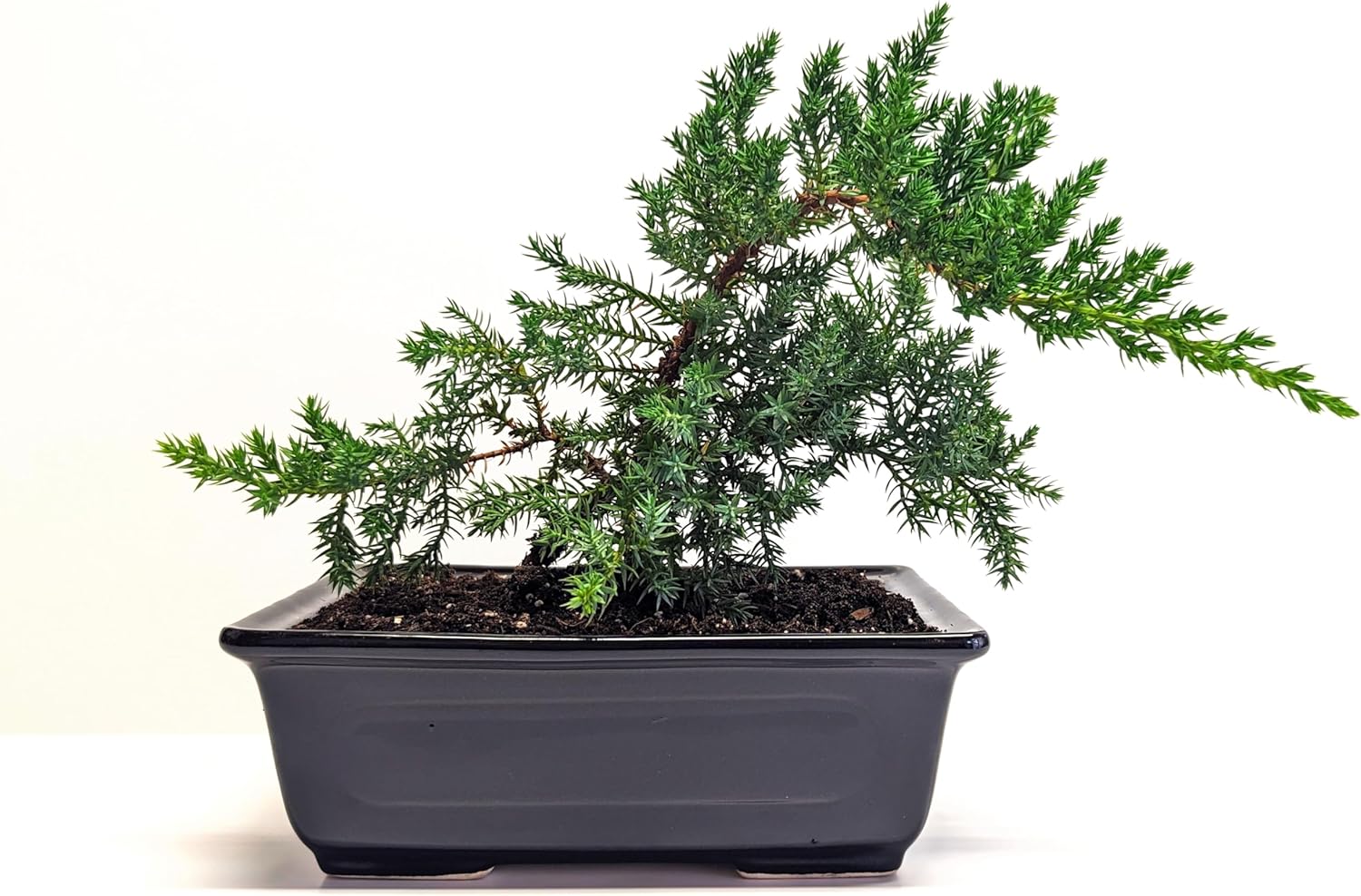 6" Juniper Bonsai Tree Live Indoor Outdoor Houseplant Real Ceramic Pot