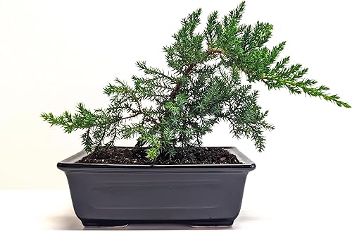 6 "árbol de bonsái de enebro vivo para interiores y exteriores, maceta de cerámica real