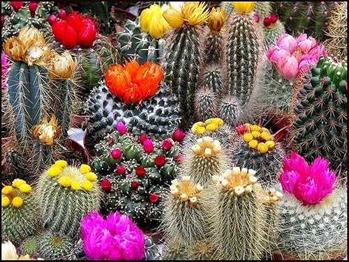 Miniatura 4 de Semillas Cactus Cactus Variedad Mix Interior No GMO Suculentas para Plantar