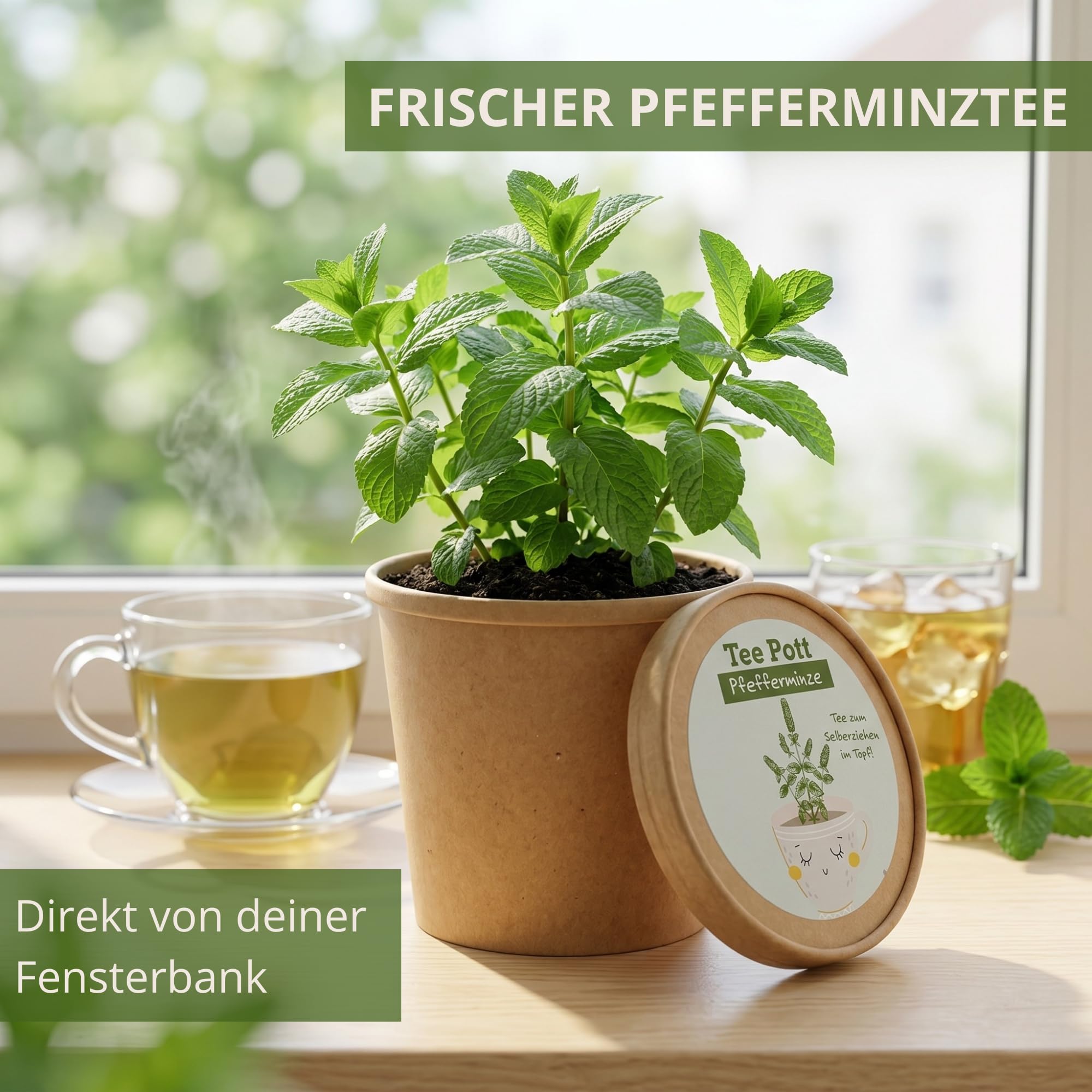 Kit de culture de menthe poivrée avec graines et terre pour rebord de fenêtre