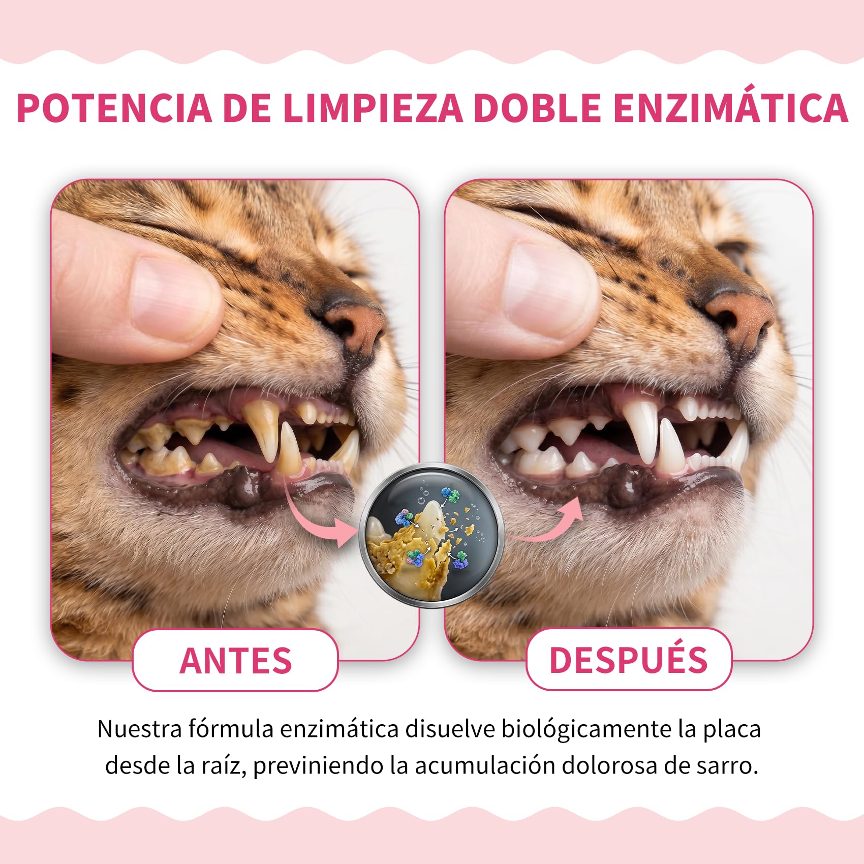 Pasta de Dientes Enzimática para Gatos - Kit Dental con Cepillo, Gel Sin Perfume contra la Placa y Mal Aliento, Previene el Sarro - 30g