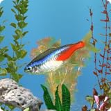 aniPet Freshwater Aquarium Live Wallpaper (Free)