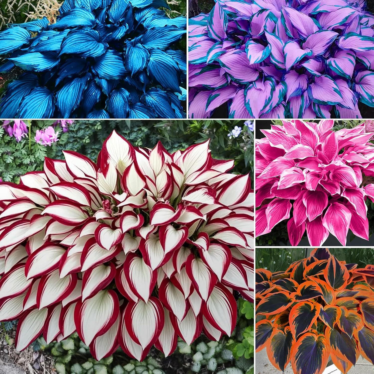 PIPA PAPA 100pcs Hosta Plant Seeds