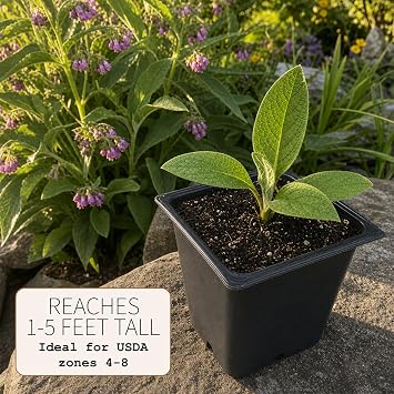 Smoke Camp Crafts Comfrey Plant, Symphytum officinale, Beautiful Knitbone Plants, Garden Decor, 2.5 Pot
