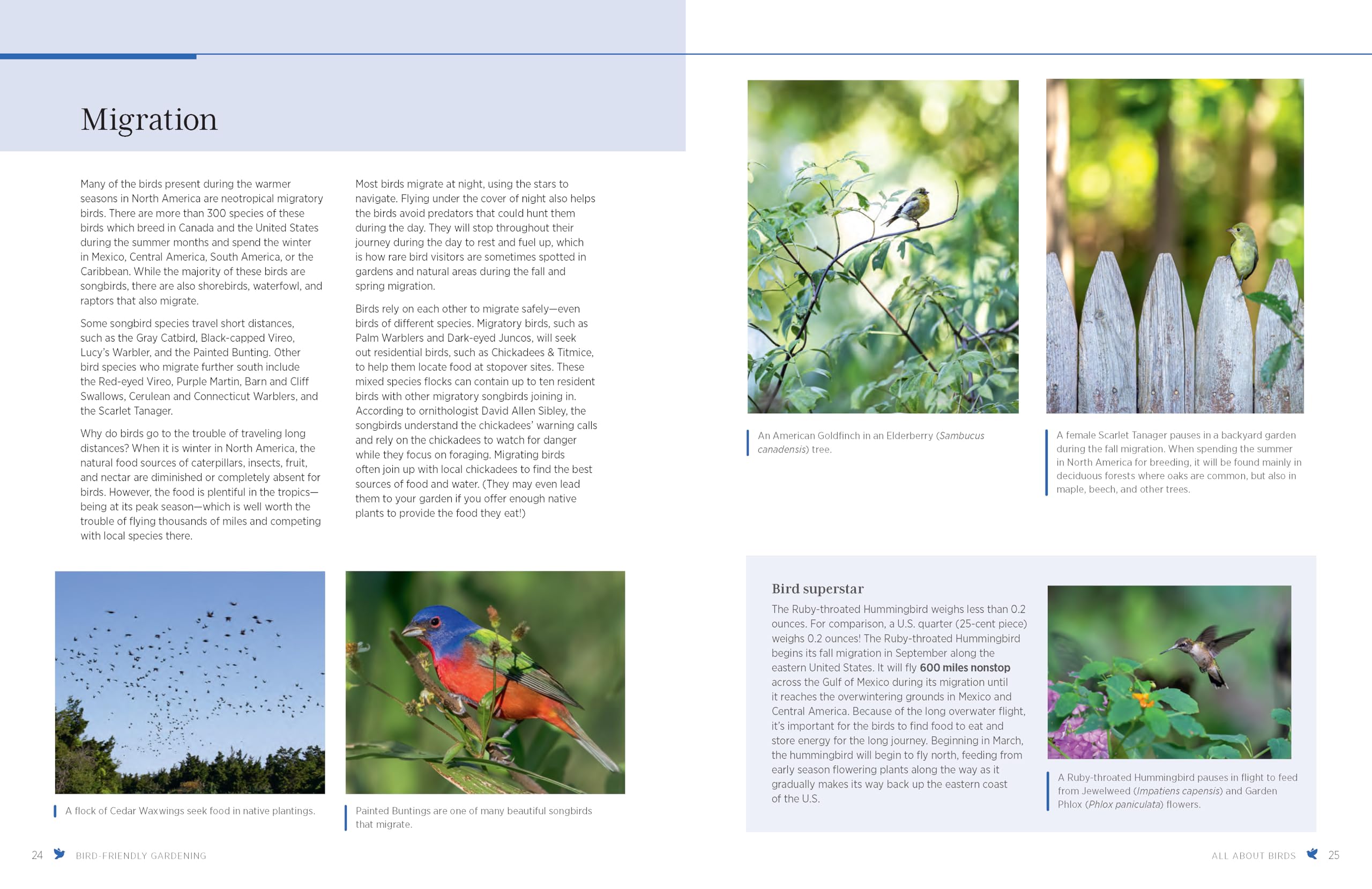 Bird-Friendly Gardening: Guidance and Projects for Supporting Birds in Your Landscape - Image 4
