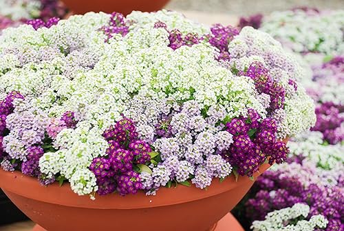 Miniatura 6 de TKE Farms & Gardens - Alyssum Seeds for Planting, Royal Carpet, 1000+ Heirloom Non-GMO Flower Seeds, Perfect for Gardens, Borders, Containers, and