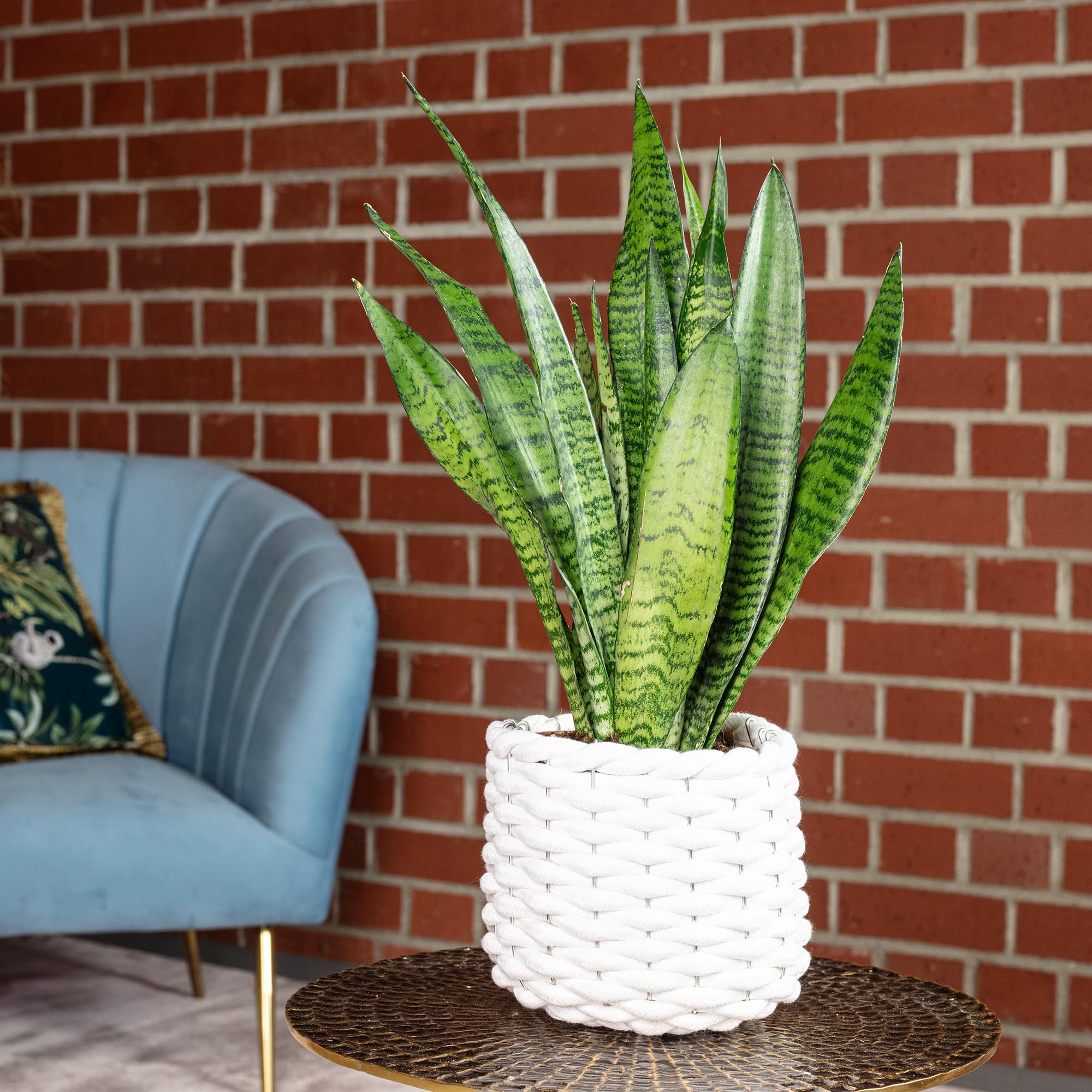 Sansevieria zeylanica - Planta de interior fácil de limpiar, altura aprox. 45 cm, diámetro de maceta de 14 cm