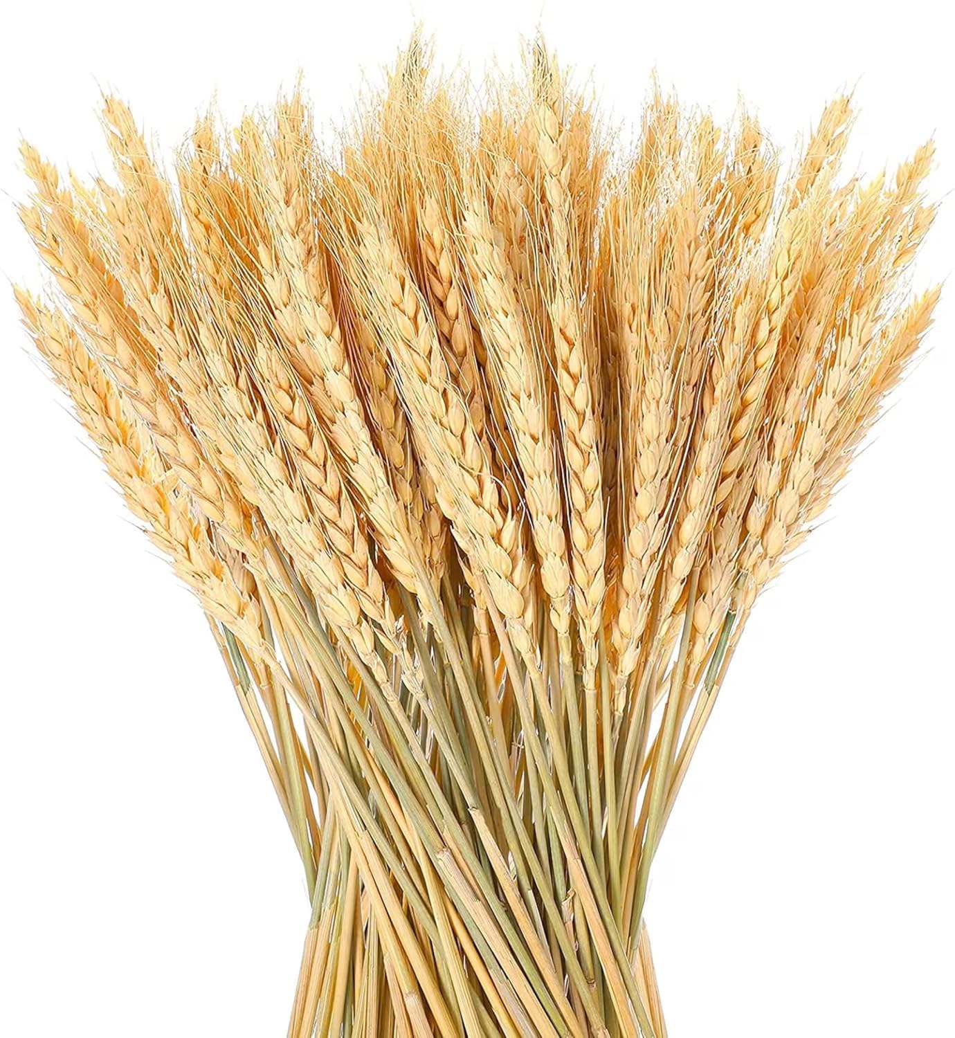 ROYAL SAPPHIRE Dried Wheat Stalks | Natural Home Decor Dried Flowers - Table top Decorations for Living Room/Bedroom/Office Decor/Kitchen - Natural Dried Wheat Reed (25)