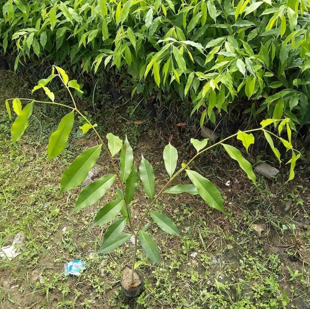Original Agarwood (Aquilaria) Live Plant – Authentic Assam-Grown Oud Tree Sapling with Healthy Root Ball – Fragrant Ornamental Tree for Home & Garden – Pack of 1-image-31